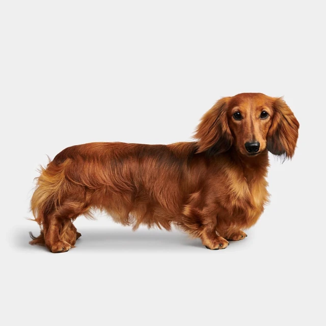 Portrait of an adorable long-haired dachshund standing sideways, showcasing its brown fur and elongated body in a light studio setting.