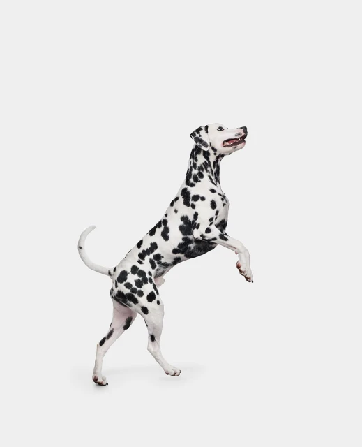 Dalmatian dog standing on hind legs in a bright white studio. The dog is spotted, white background, bright lighting, animal portrait.