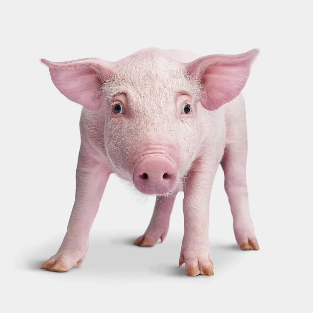 Close-up of a light pink piglet standing on a light grey surface. The piglet is facing forward with ears perked, looking directly at the camera.