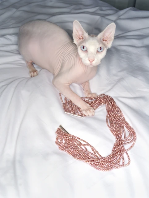 A hairless Sphynx cat with blue eyes sits on white sheets, paws resting on a strand of rose-gold beads, creating a unique and eye-catching composition.