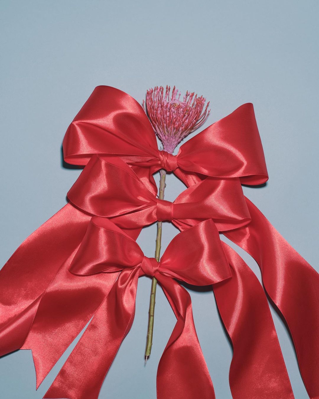 Elegant still life composition featuring three cascading red satin bows and a single pink flower against a muted blue backdrop.