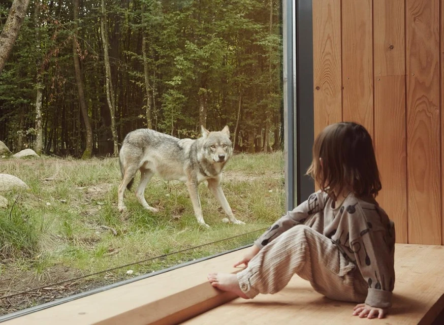 A child sits indoors by a large window observing a grey wolf in a forest meadow. The child is wearing patterned clothing and gazing intently.