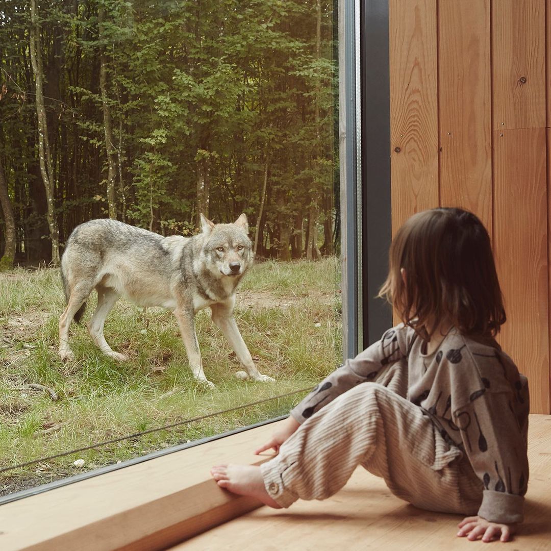 A child sits indoors, looking through a glass wall at a wolf standing in a grassy area surrounded by trees, capturing a unique nature scene.