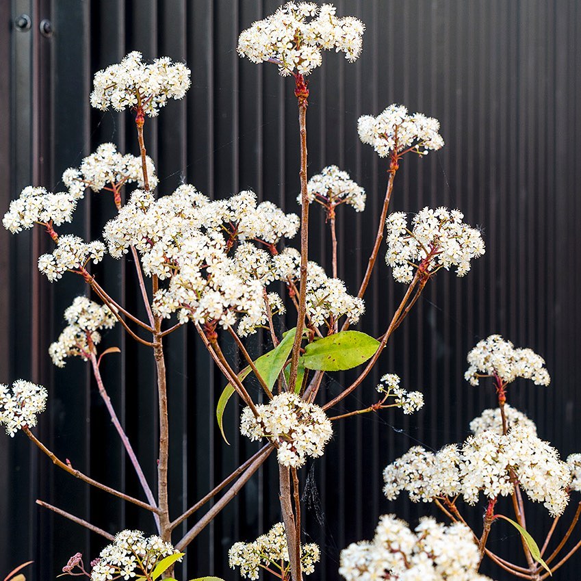 Close-up of delicate white flowers on brown stems against a dark background, showcasing nature's beauty in a garden setting.
