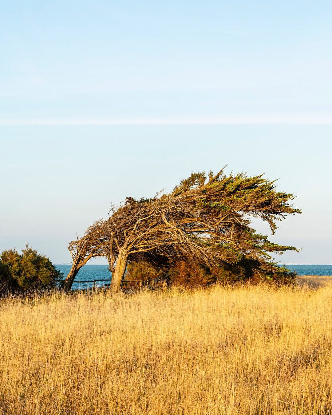 Wind-swept tree in a field of tall grass with a distant ocean view, creating a peaceful landscape under a blue sky.
