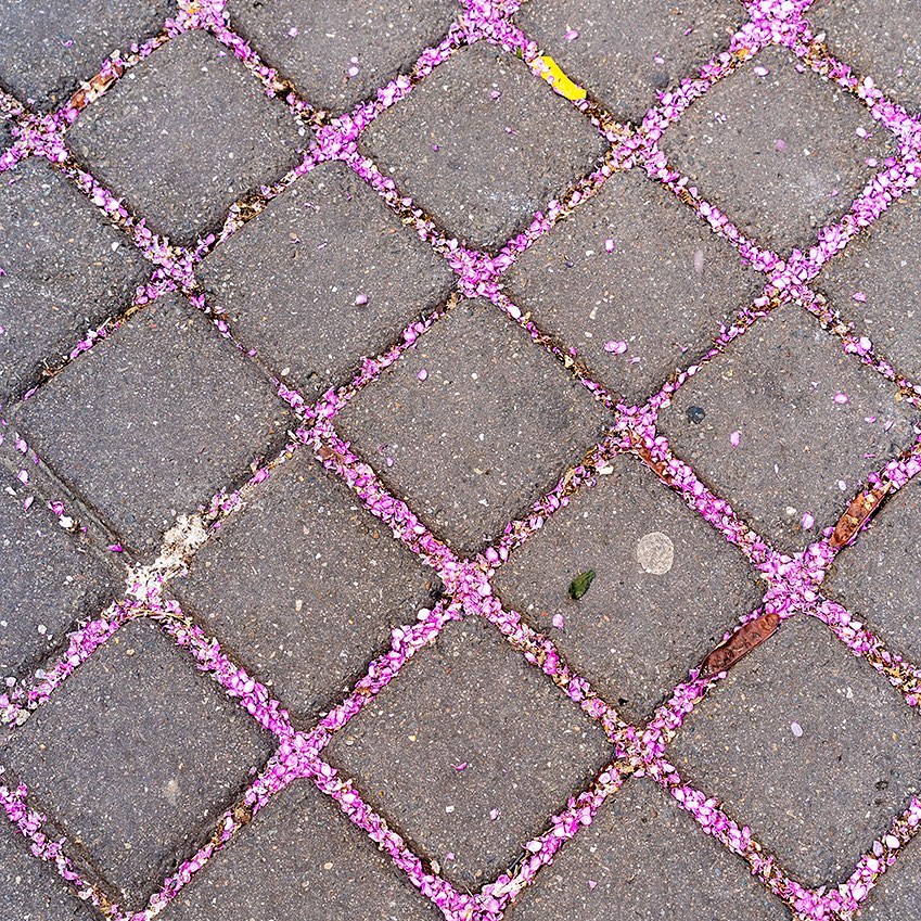 Close-up of square pavement stones with pink petals scattered in the seams creating a grid pattern, shot from an overhead angle.