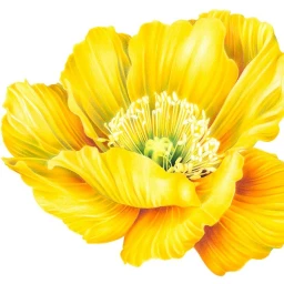 Detailed botanical illustration of a vibrant yellow poppy flower with delicate petals and detailed central stamens.