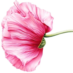 Detailed botanical illustration of a large pink poppy flower in profile with a green stem against a plain white background.