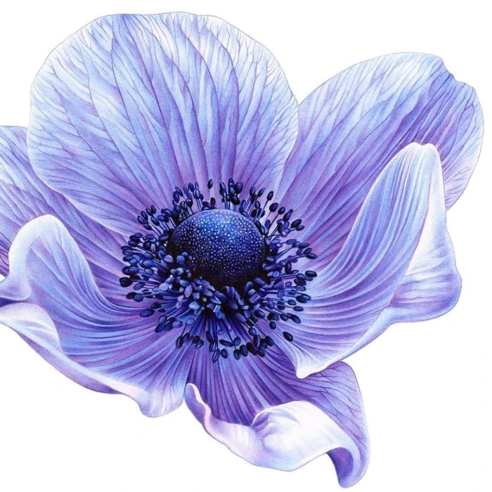 Detailed botanical illustration of a blue anemone flower with delicate petal veins and a dark textured center.