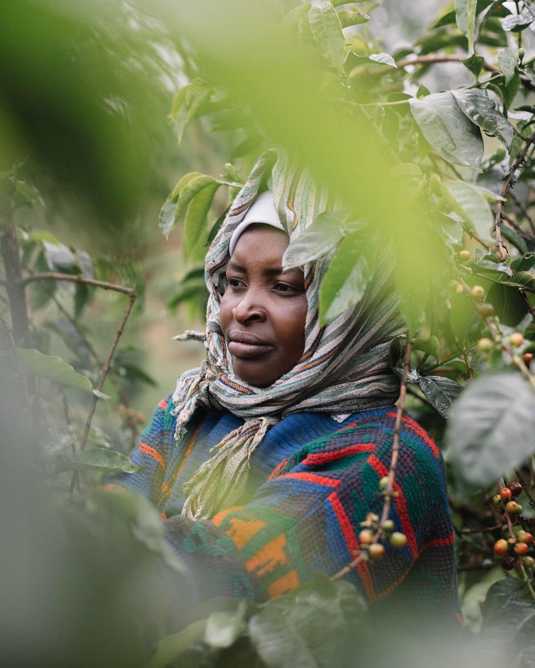 Portrait of an adult female farmer wearing a colorful headscarf and sweater, standing in a coffee bean field with green leaves.