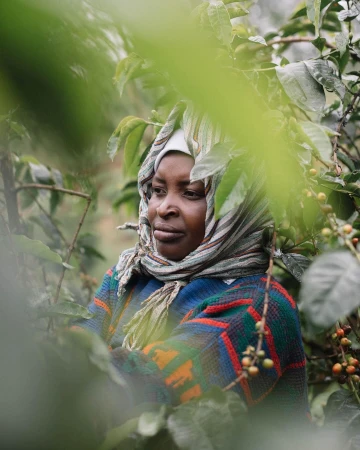 Portrait of an adult female farmer wearing a colorful headscarf and sweater, standing in a coffee bean field with green leaves.