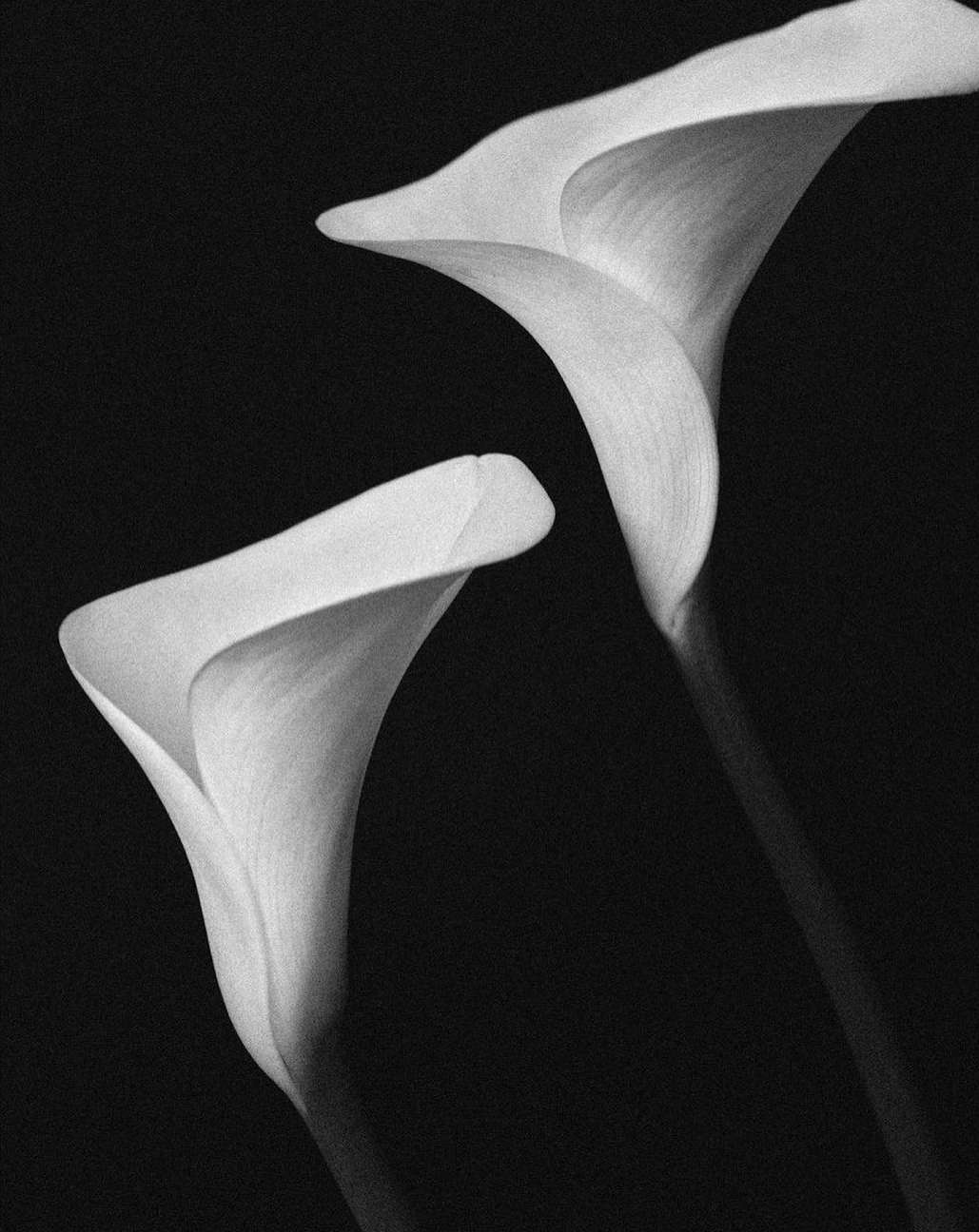 Close-up of two white calla lily flowers in a monochromatic, black and white studio shot, emphasizing their elegant shapes and delicate details.
