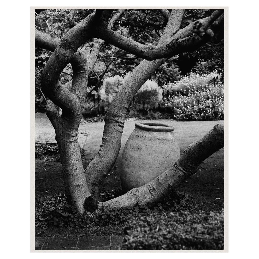 Monochrome image of a gnarled tree trunk framing a large vase in a garden setting with foliage and flowers in the background.