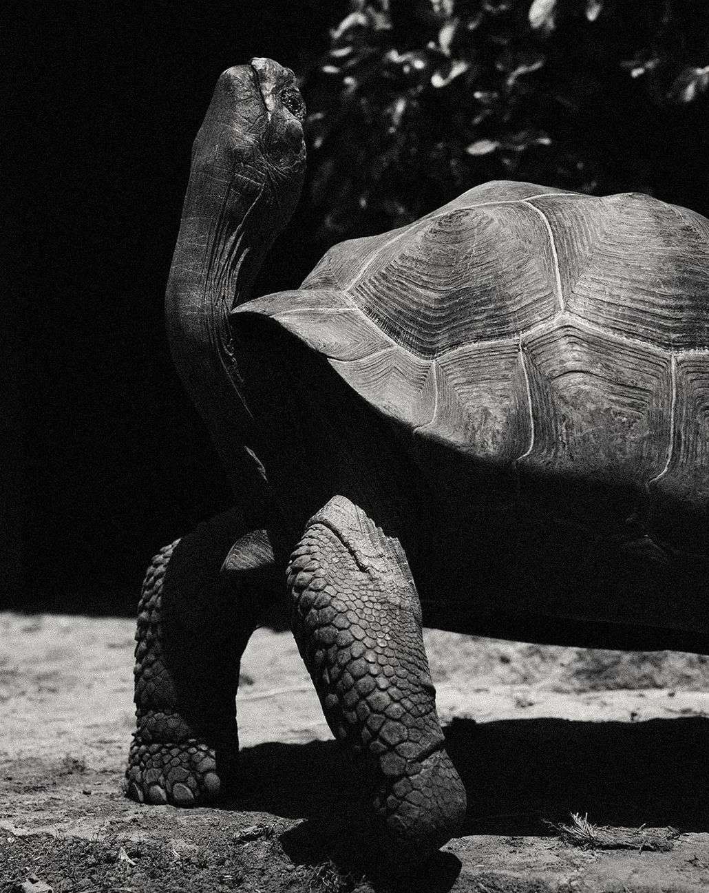 Monochrome portrait of a Galapagos tortoise walking on dirt with plants in background. The tortoise has wrinkled skin and textured shell.