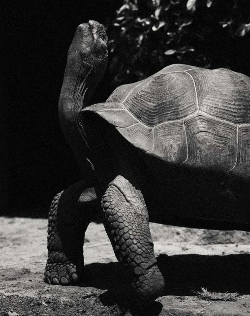 Monochrome portrait of a Galapagos tortoise walking on dirt with plants in background. The tortoise has wrinkled skin and textured shell.