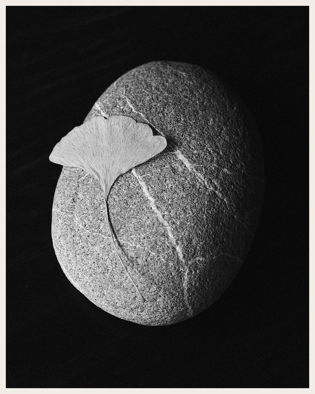 Still life photograph of a grey stone featuring white stripes with a dried ginkgo leaf on top, set against a dark background.