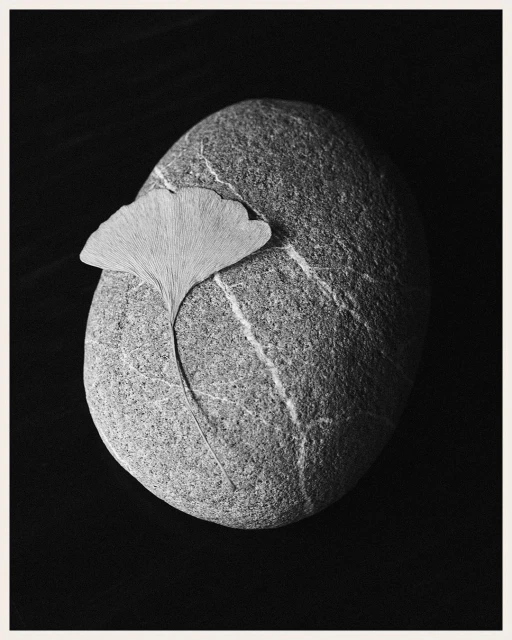 Still life photograph of a grey stone featuring white stripes with a dried ginkgo leaf on top, set against a dark background.