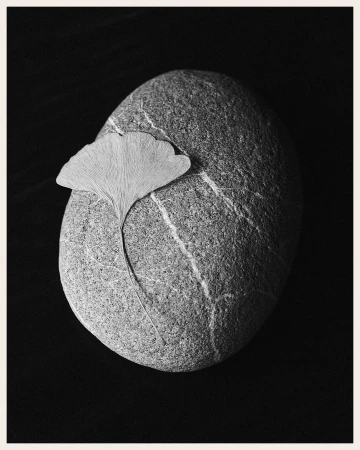 Still life photograph of a grey stone featuring white stripes with a dried ginkgo leaf on top, set against a dark background.
