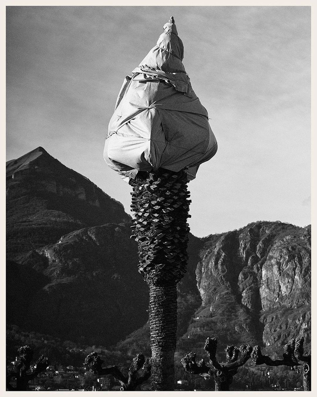 Black and white photograph of a palm tree covered in white material, set against a background of mountains and a clear sky.