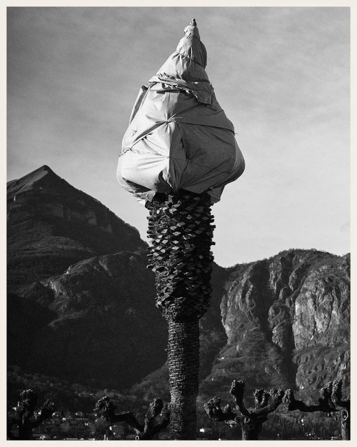 Black and white photograph of a palm tree covered in white material, set against a background of mountains and a clear sky.