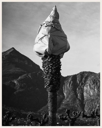 Black and white photograph of a palm tree covered in white material, set against a background of mountains and a clear sky.