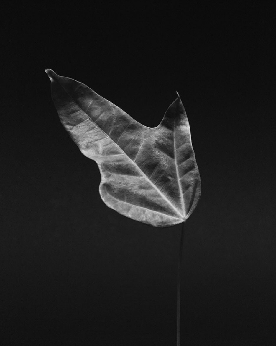 Black and white photograph of a single leaf showing intricate vein details, set against a solid, dark background.