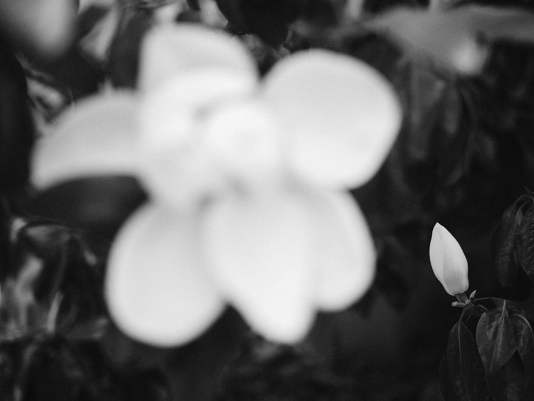 Monochrome close-up of white magnolia flower in soft focus, with a bud in sharp focus against a backdrop of dark leaves.
