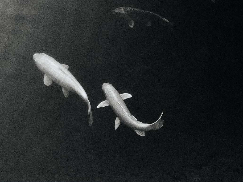 Monochrome image of several koi fish swimming in a dark pond, creating a serene and artistic visual with an emphasis on form.
