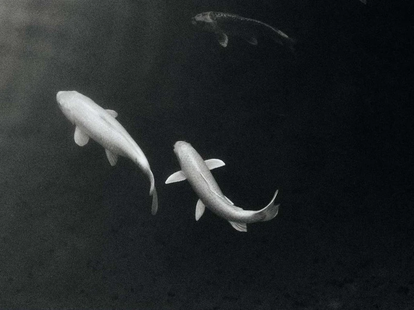 Monochrome image of several koi fish swimming in a dark pond, creating a serene and artistic visual with an emphasis on form.