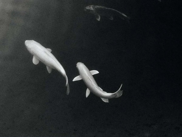 Monochrome image of several koi fish swimming in a dark pond, creating a serene and artistic visual with an emphasis on form.