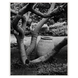 Black and white photograph framing a ceramic vessel nestled beneath the gnarled branches of a large tree in a garden.