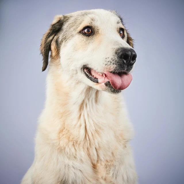 Close-up studio portrait of a furry white and tan dog with its tongue hanging out, set against a light purple background.