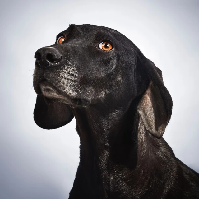 Studio shot of a black short-haired dog with a glossy coat, looking upwards with amber eyes against a gradient grey backdrop.