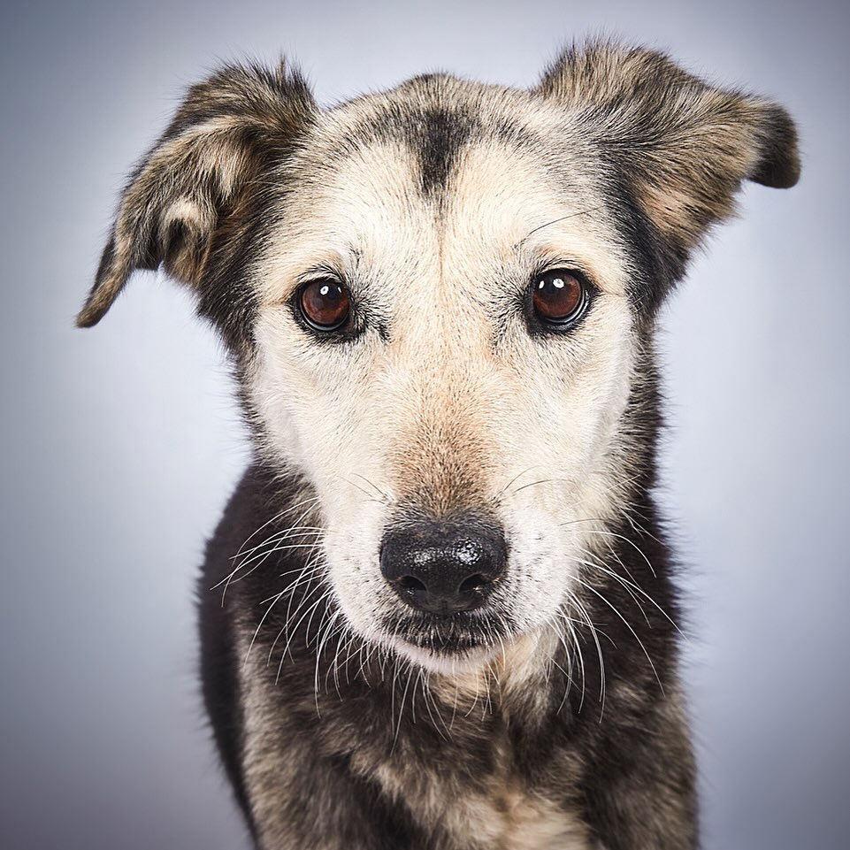 Close-up studio shot of a domestic dog with brown eyes and gray and black fur, showcasing a friendly expression against a gray background.