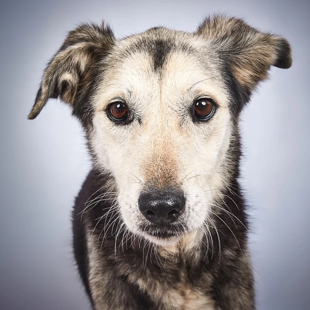 Close-up studio shot of a domestic dog with brown eyes and gray and black fur, showcasing a friendly expression against a gray background.