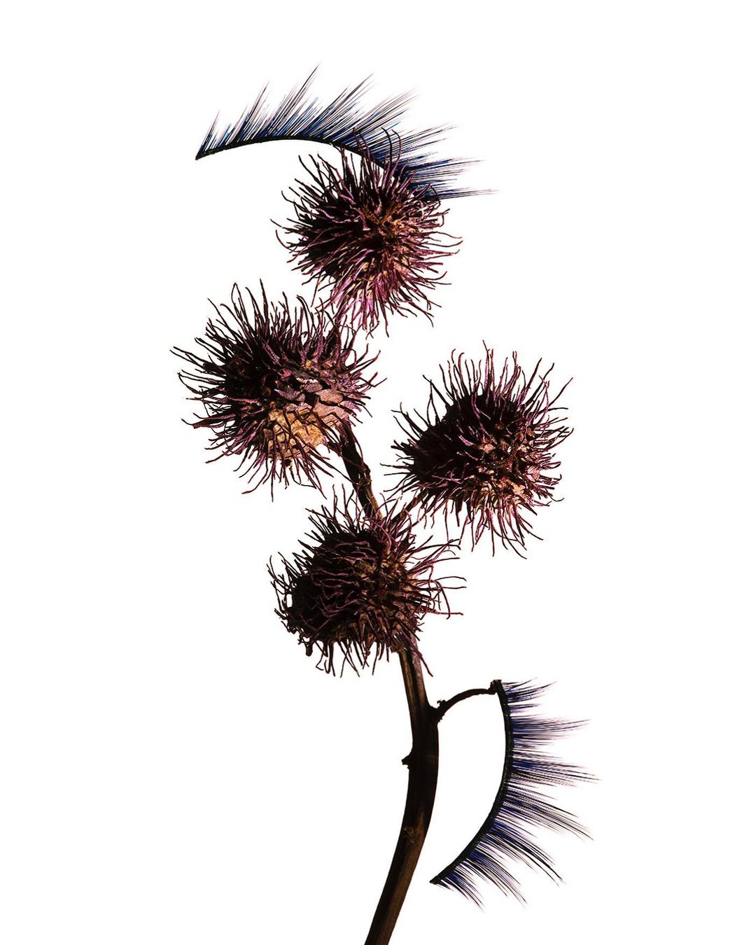 Close-up studio shot of a burdock branch with purple prickly burrs and a pair of false eyelashes against a bright white background.