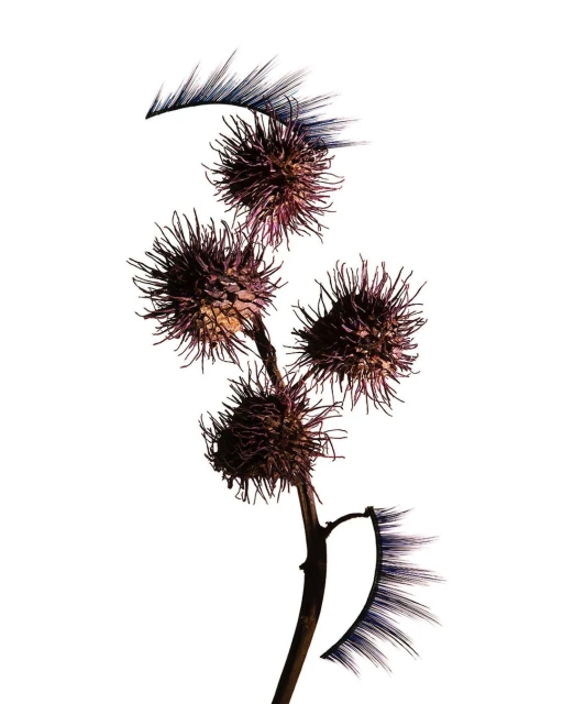 Close-up studio shot of a burdock branch with purple prickly burrs and a pair of false eyelashes against a bright white background.