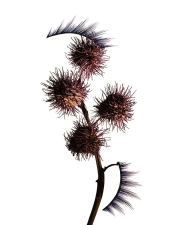 Close-up studio shot of a burdock branch with purple prickly burrs and a pair of false eyelashes against a bright white background.