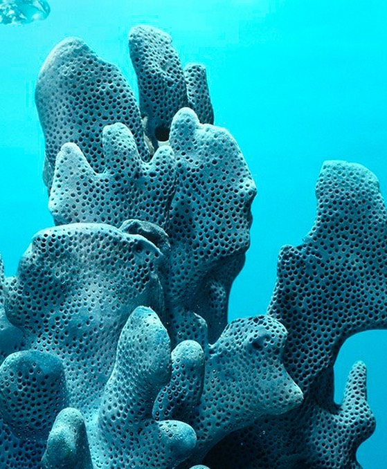 Close-up shot of vibrant blue sponge coral formations in clear turquoise water, showcasing its intricate porous texture and underwater environment.
