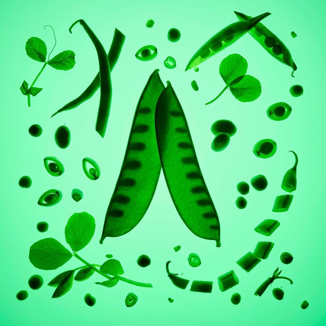 Still life of green peas in pods, sliced peas, pea sprouts and clover arranged on a light green background with backlighting.