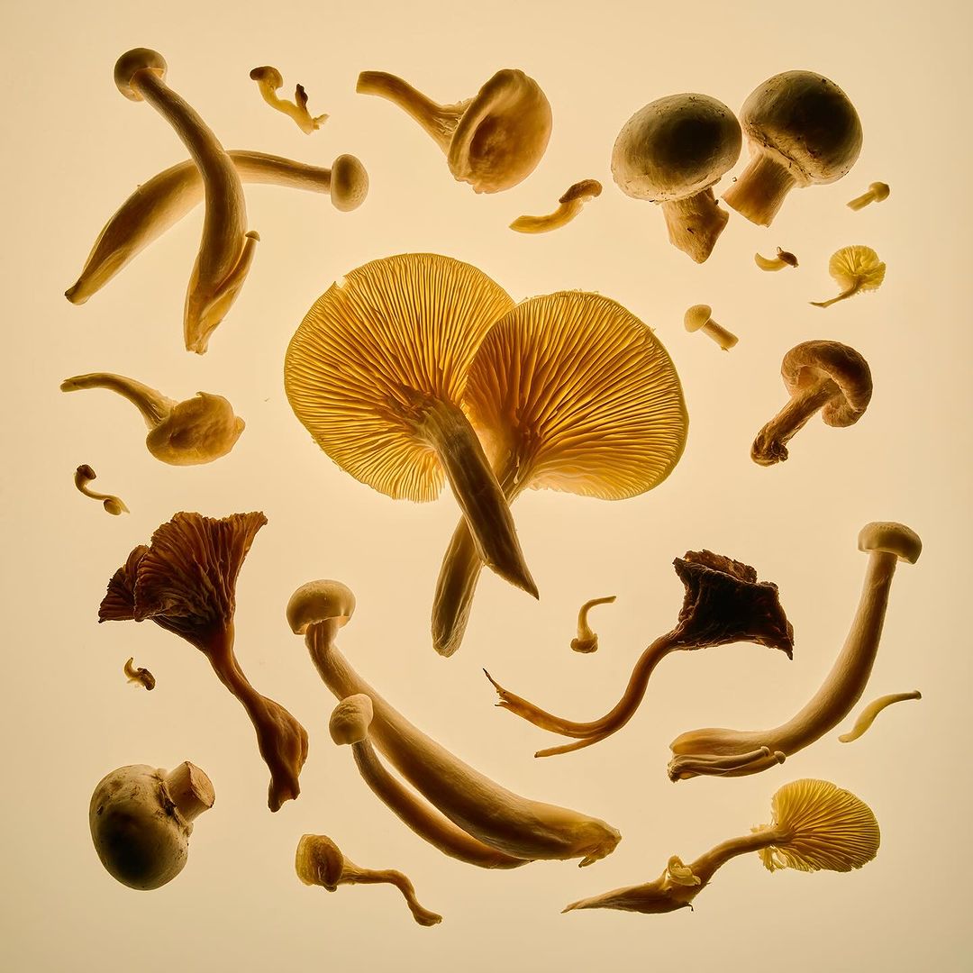 Overhead still life showcases an array of assorted mushrooms in varying sizes and shapes on a solid, light-beige background. Culinary mushrooms.