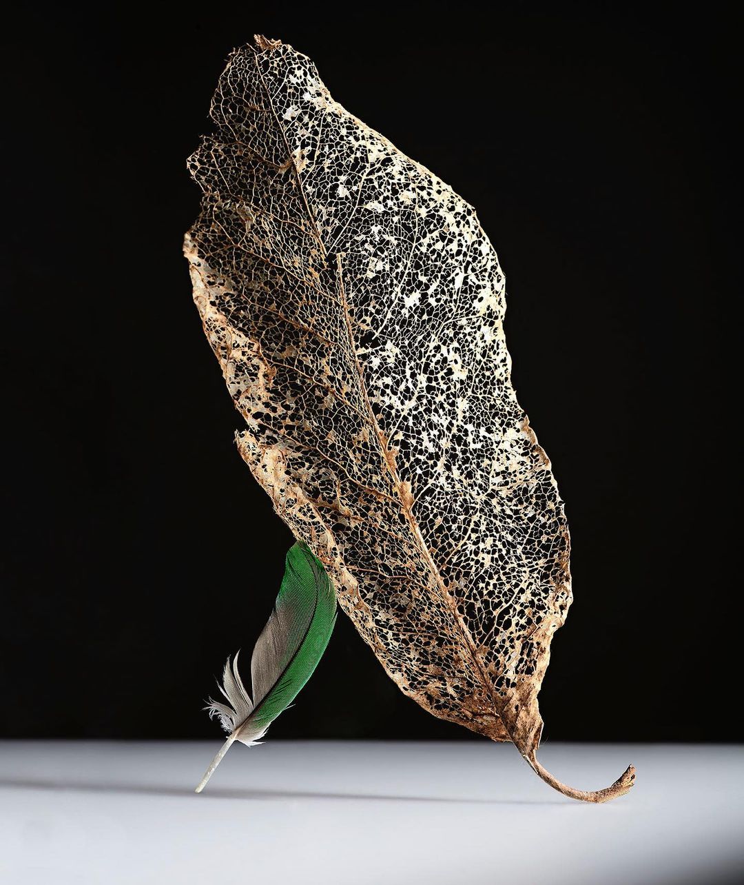 Close-up still life featuring a decaying leaf skeleton and a green-tipped feather, set against a dark backdrop with a bright, white base.