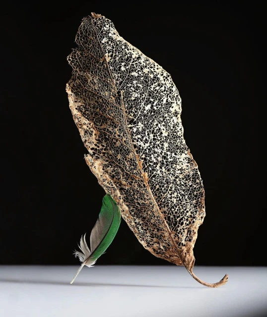 Close-up still life featuring a decaying leaf skeleton and a green-tipped feather, set against a dark backdrop with a bright, white base.