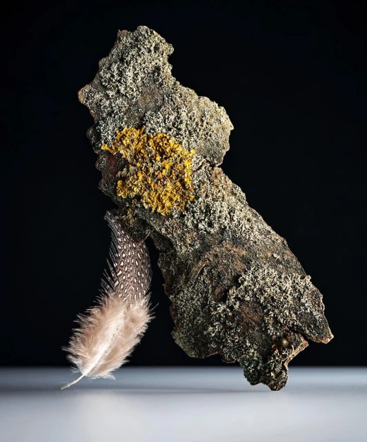Still life featuring a textured tree branch with lichen and a small feather against a dark background, emphasizing natural elements.