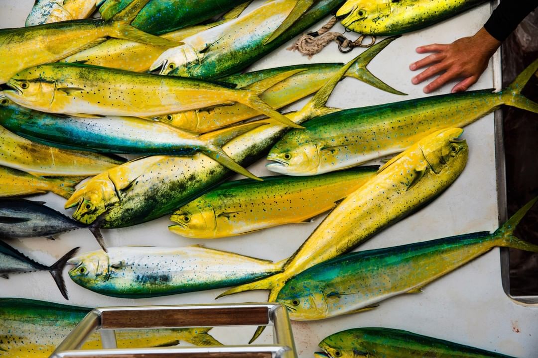 Many mahi-mahi fish with green and yellow bodies are displayed on a white surface, with a hand and metal railing also visible.