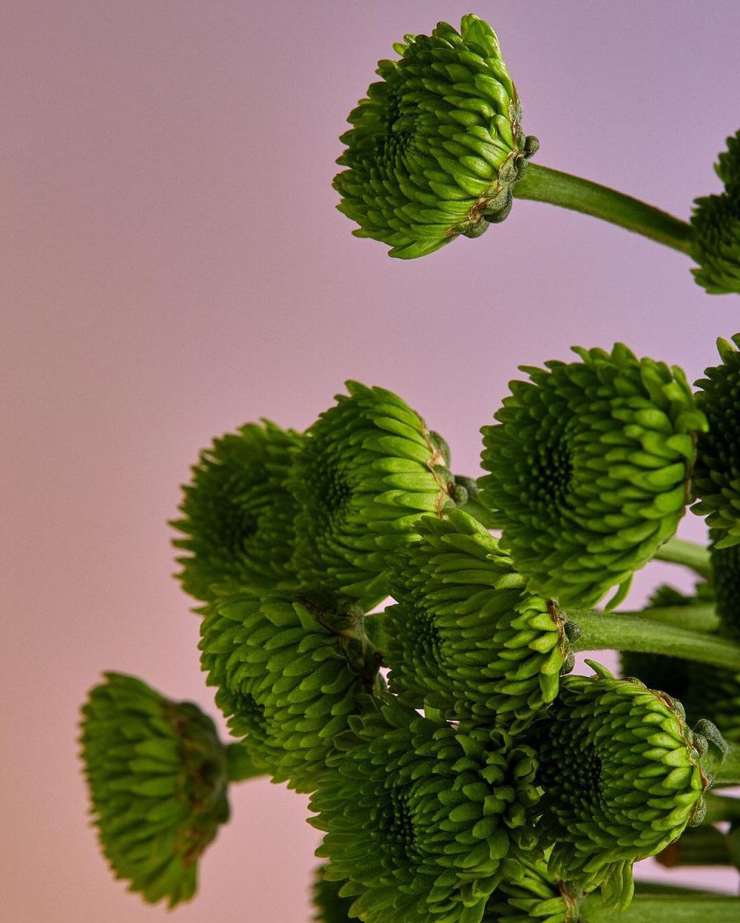 Close-up of several green chrysanthemum buds in a vertical format against a graduated pink and white background in a floral still life.
