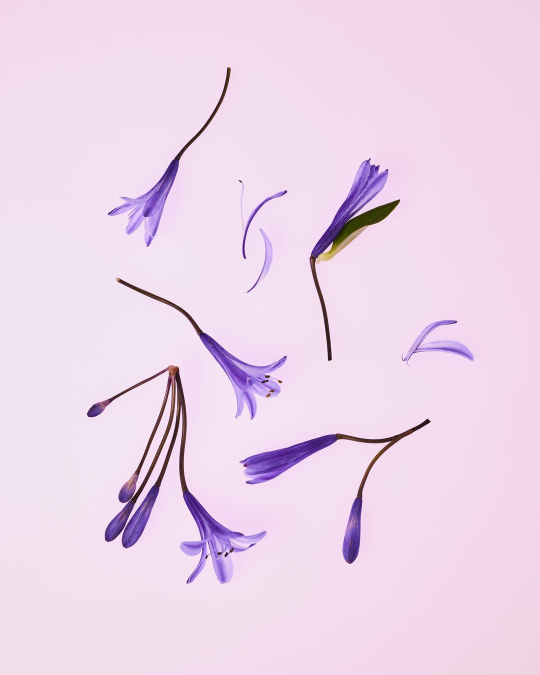 Floral flat lay featuring scattered purple Agapanthus blossoms and buds against a soft gradient light purple and white background.