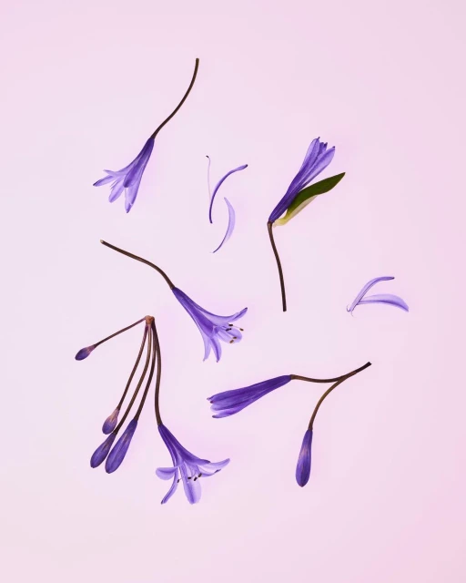 Floral flat lay featuring scattered purple Agapanthus blossoms and buds against a soft gradient light purple and white background.