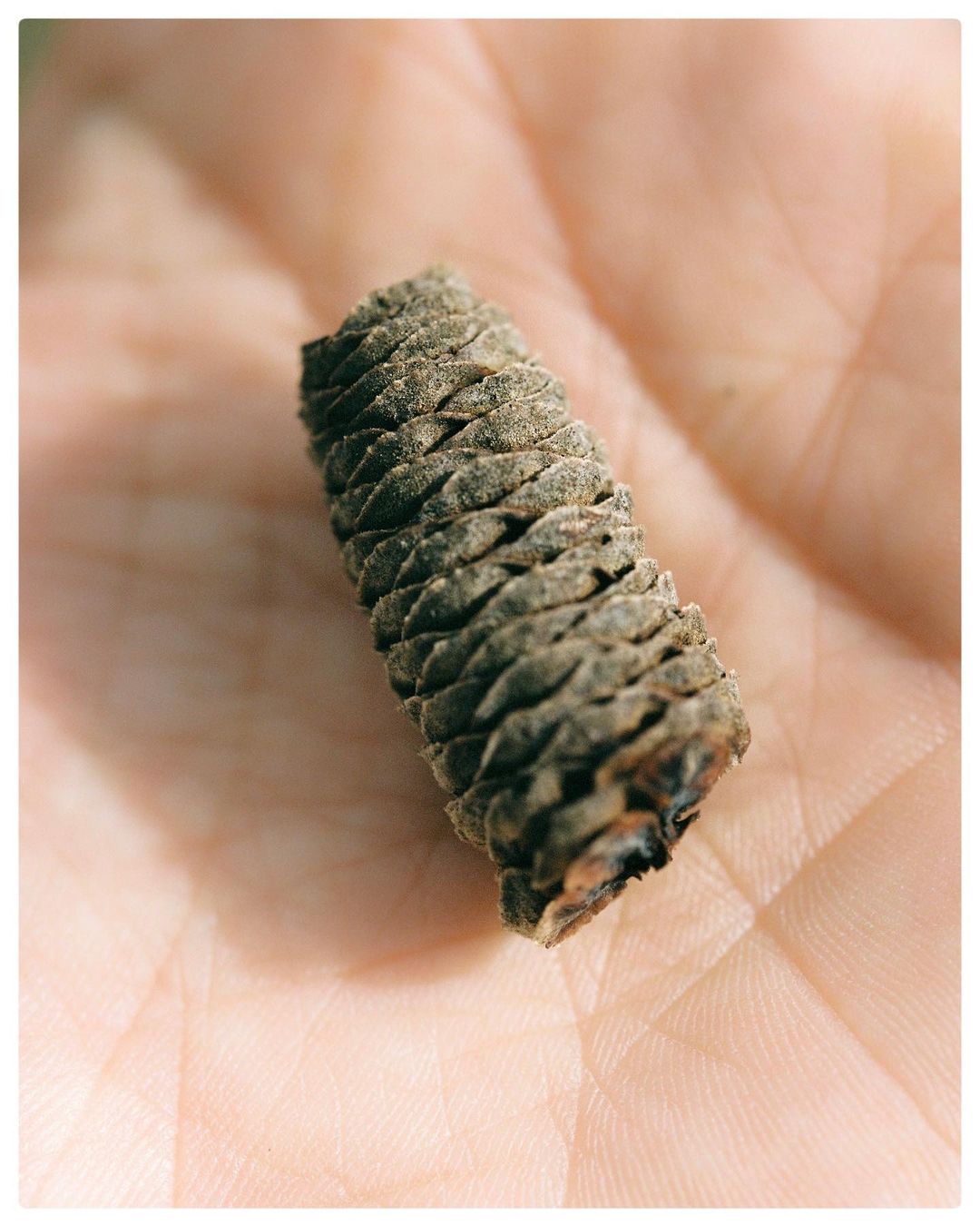 Close-up on a tan and brown pine cone held in a light skin-toned hand, captured in soft, natural lighting. Texture and detail are emphasized.