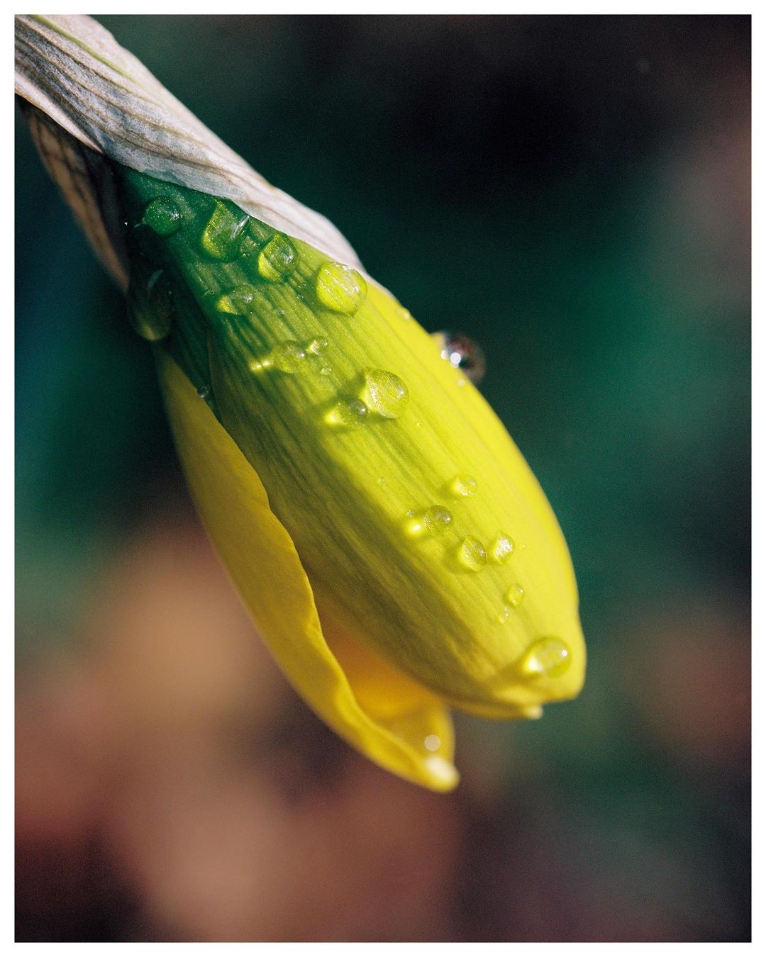 Macro photograph of a yellow daffodil bud with water droplets clinging to its surface, set against a blurred, organic backdrop.